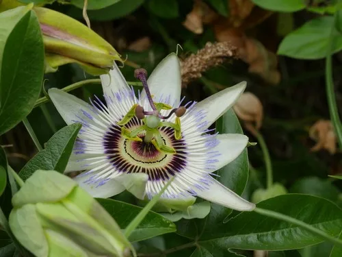 pasiflora en el embarazo